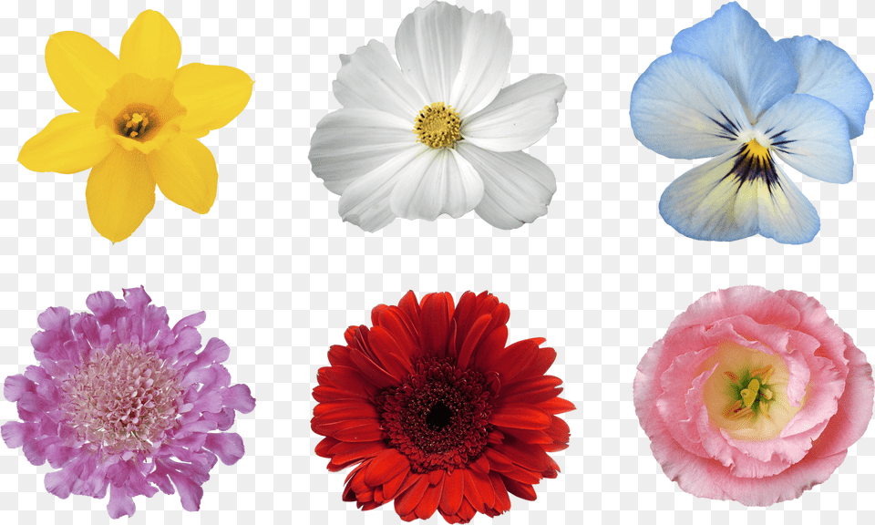 Flower Hair Flower For Photoshop Png