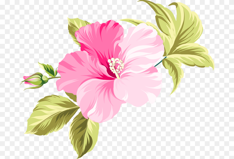 Flower Hawaii Clip Art Pink Beautiful Flower Vector, Hibiscus, Plant, Baby, Person Png Image