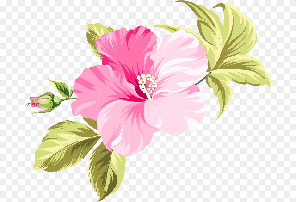 Flower Hawaii Clip Art Pink Flower Vector, Hibiscus, Plant, Baby, Person Free Transparent Png