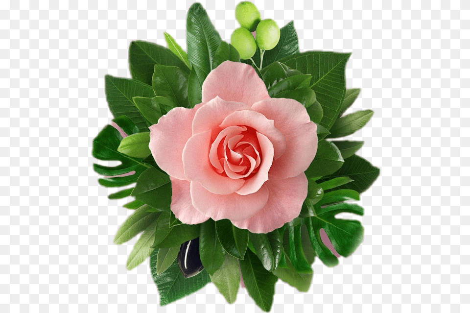 Flower Hawaii Summer Beach Iphone X Pink Flower, Plant, Rose, Flower Arrangement, Flower Bouquet Free Png Download