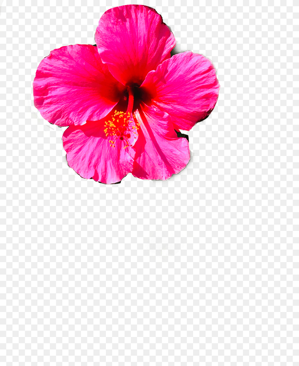 Flower Hawaiian Hibiscus, Petal, Plant, Geranium, Anemone Png