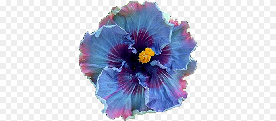Flower Hawaiian Tropical Flowers Blue Rose Of Sharon Tree, Plant, Hibiscus, Petal, Person Free Png Download