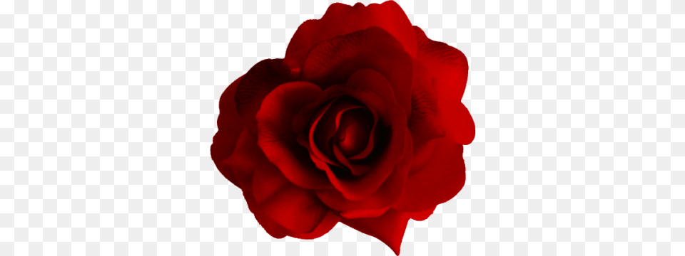 Flower Hd Red Rose, Petal, Plant Free Png Download
