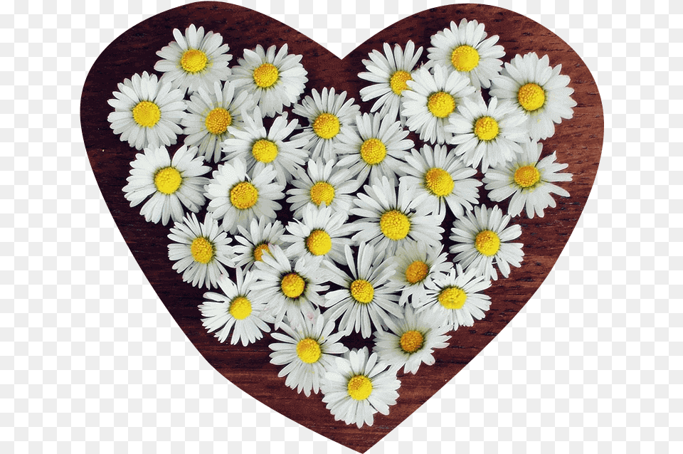 Flower Heart Transparent Profile Icon Whatsapp Flower, Daisy, Plant, Petal Png Image