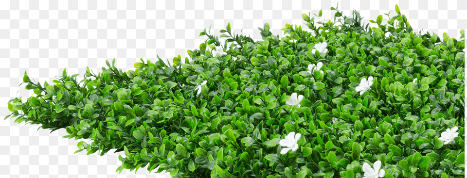 Flower Hedge Ground Cover Plant, Herbal, Herbs, Leaf, Potted Plant Png Image