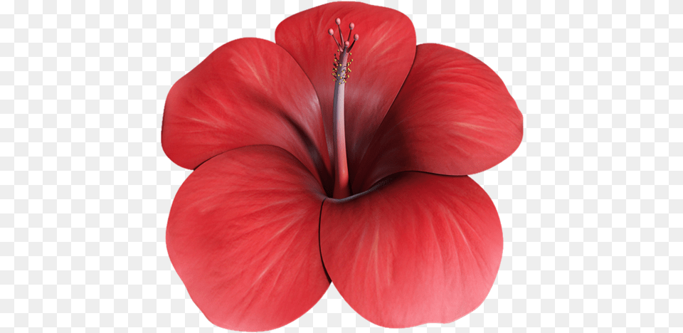 Flower Hibiscus 3d Shoeblackplant, Geranium, Plant, Petal Png