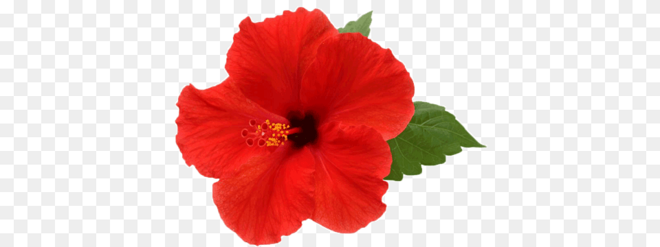 Flower Hibiscus Natur, Plant, Rose Free Png Download