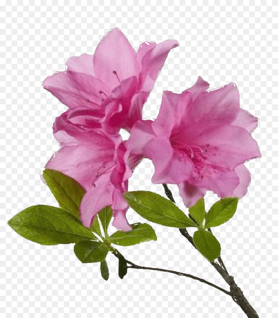 Flower High Resolution Flower, Anther, Petal, Plant, Rose Free Png