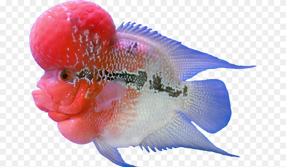 Flower Horn Fish Hd, Animal, Sea Life Png