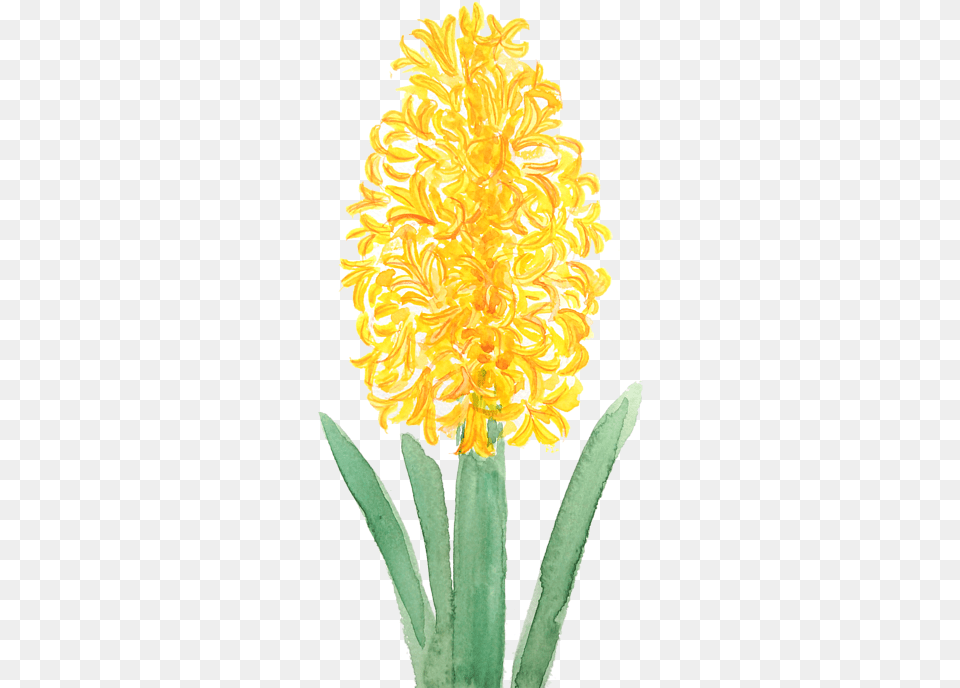 Flower Hyacinth Watercolor, Plant, Anther, Petal, Daffodil Free Png Download