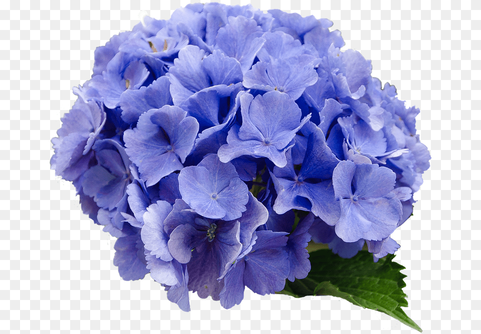 Flower Hydrangea Blue Transparent Background Hydrangea Flower, Geranium, Plant, Flower Arrangement, Flower Bouquet Free Png Download