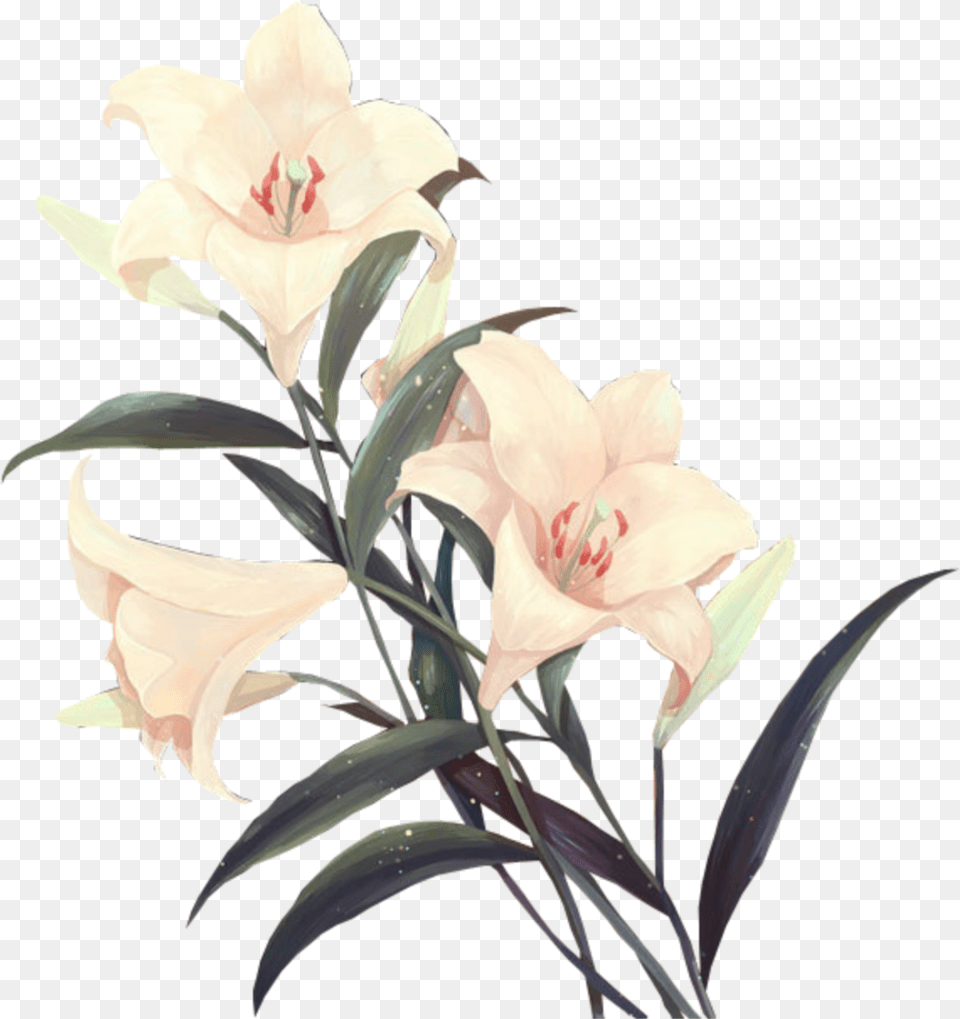 Flower I Used Most Aesthetic Vintage Flowers, Plant, Anther, Lily Free Png