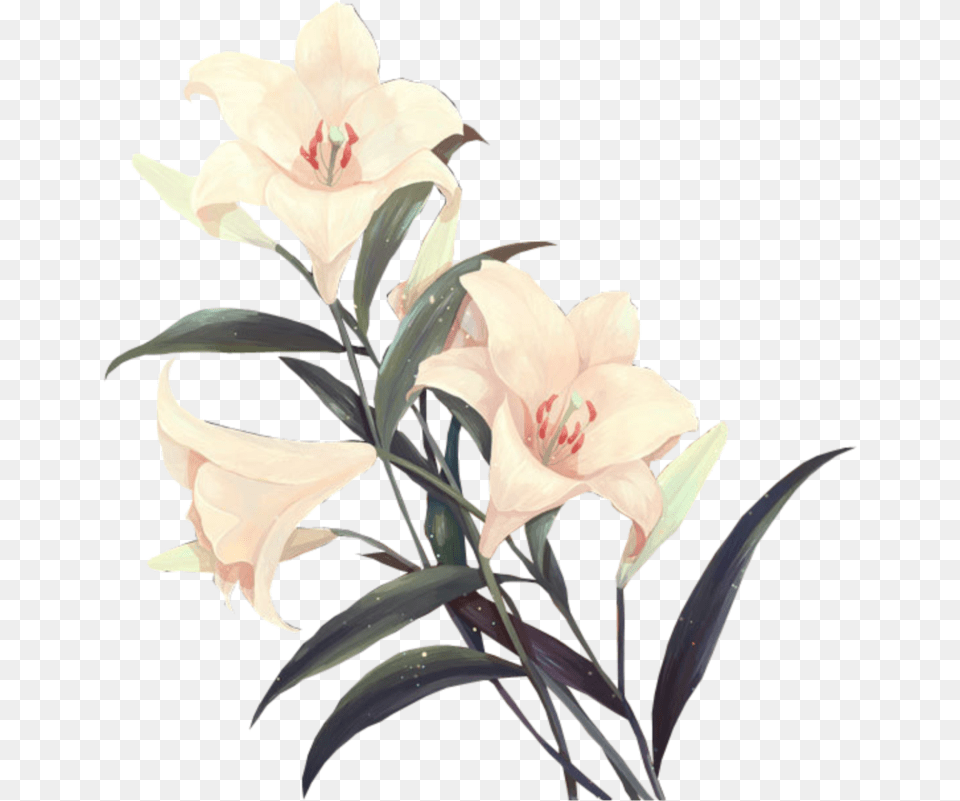 Flower I Used Most On My Edits Flower, Plant, Anther, Lily Free Png