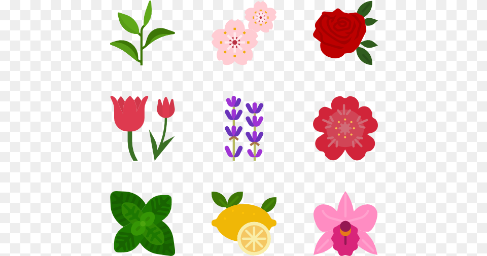 Flower Icon, Petal, Plant, Rose, Pattern Png Image