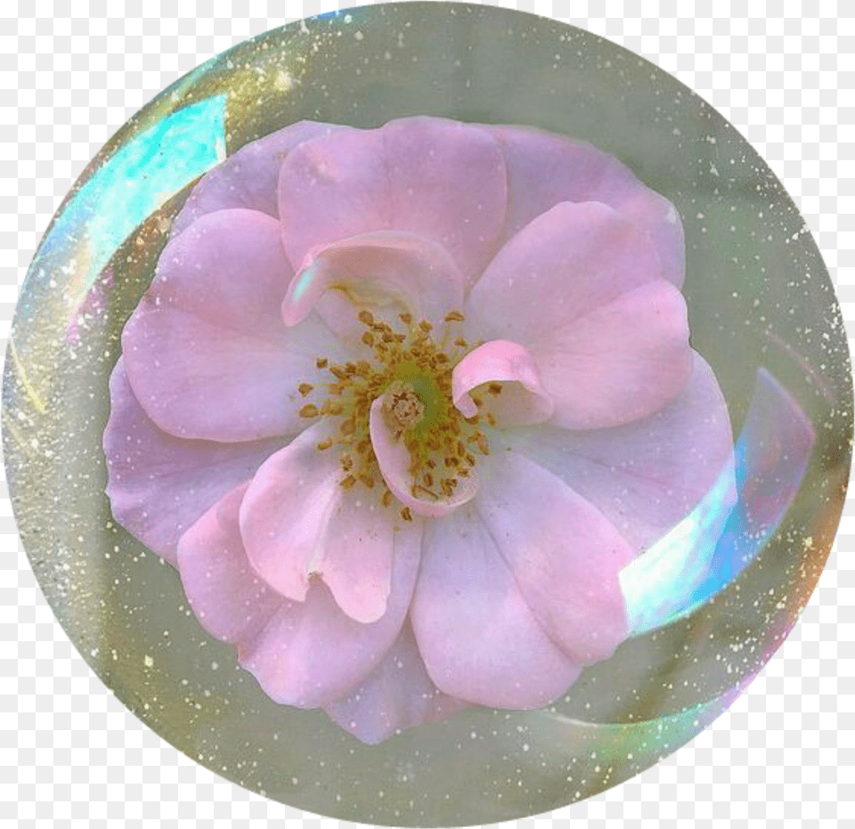 Flower Icon Tumblr Flower Spring Aesthetic Glitter, Anemone, Petal, Photography, Plant Png