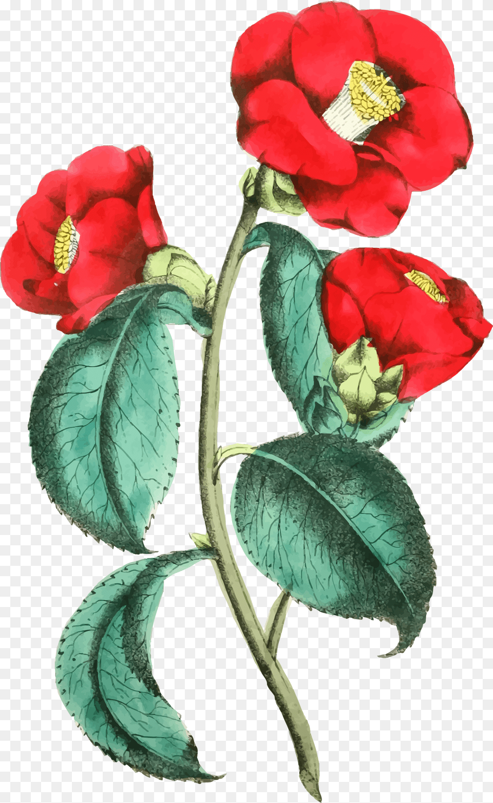 Flower Illustration Clipart Clip Art Images, Petal, Plant, Rose, Pollen Png Image