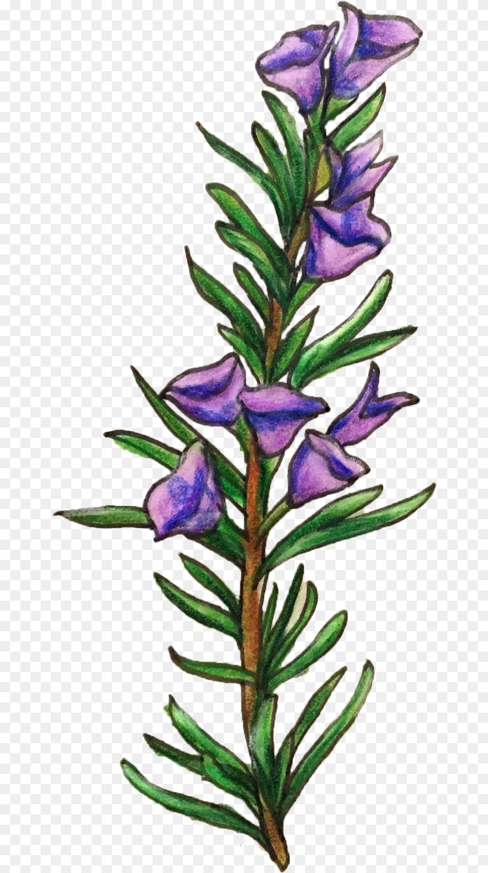 Flower Illustration Clipart Rose Mary Clip Art, Plant, Tree, Conifer, Lavender Free Png