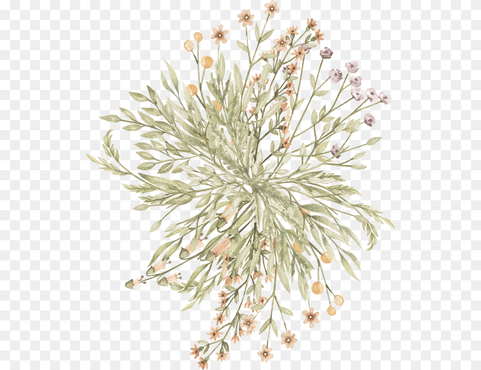 Flower Illustration Grevillea, Chandelier, Lamp, Plant, Art Png Image