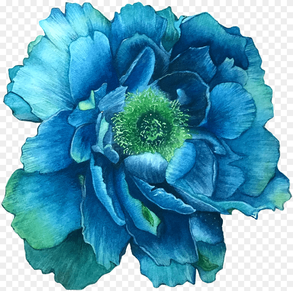 Flower Illustration Star Thistle, Plant, Anemone, Carnation, Rose Free Png Download