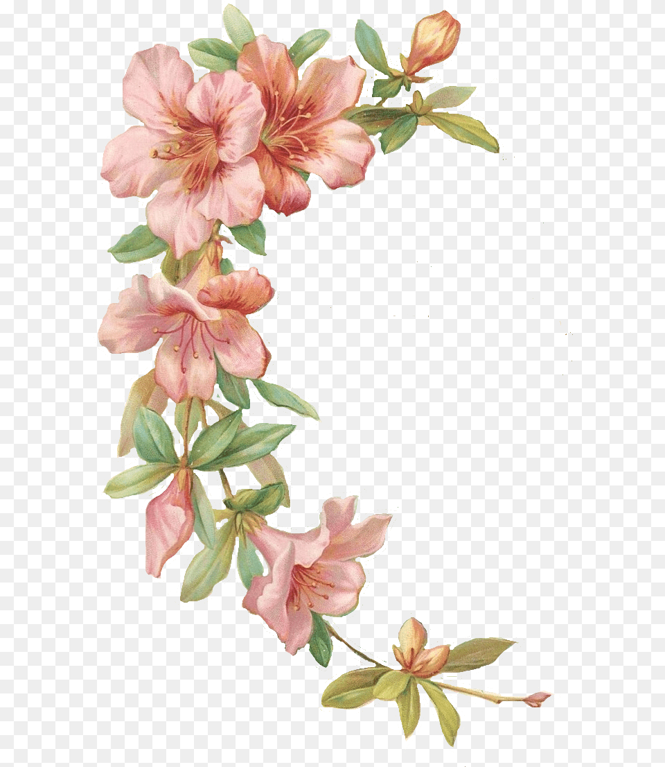 Flower Illustration Transparent Background, Plant, Petal, Art, Floral Design Free Png