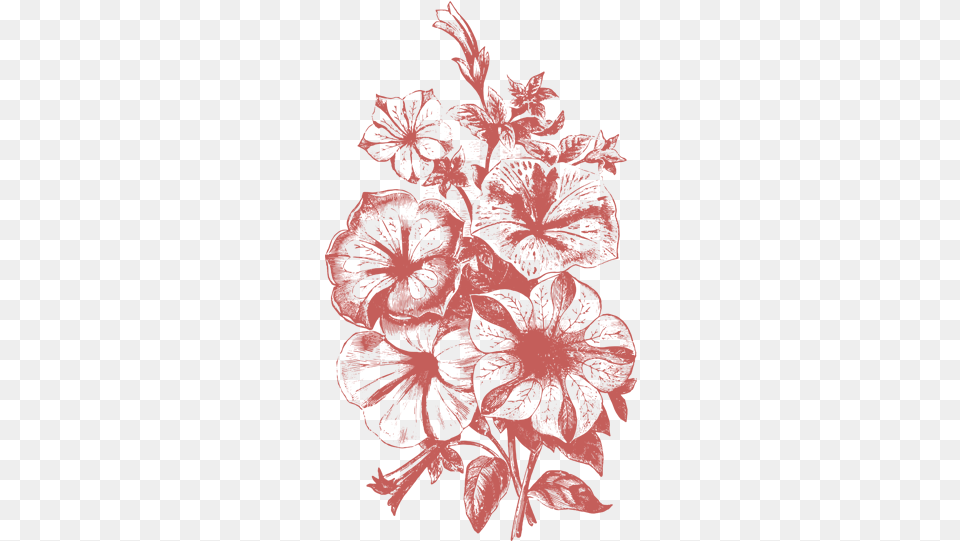Flower Illustration Transparent Vector Flowers Illustration, Art, Pattern, Graphics, Floral Design Png