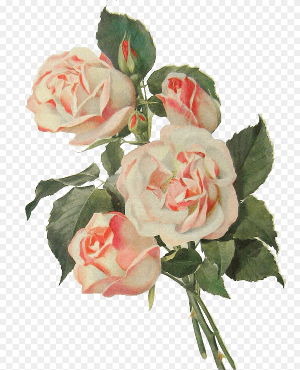 Flower Image, Flower Arrangement, Flower Bouquet, Plant, Rose Free Png Download