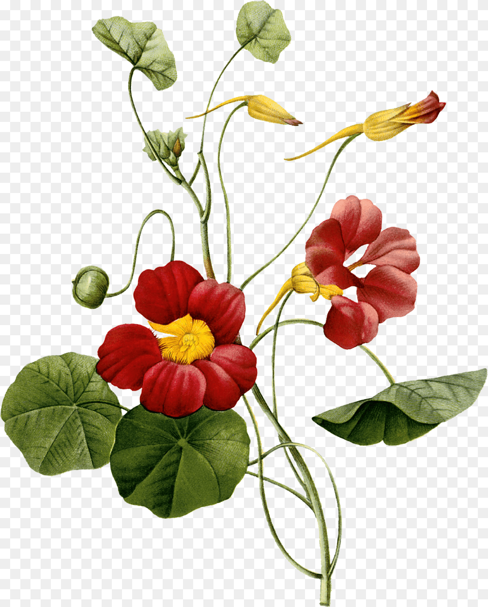 Flower Image By Botanical Nasturtium Plant Illustration, Geranium, Petal, Rose, Acanthaceae Free Png