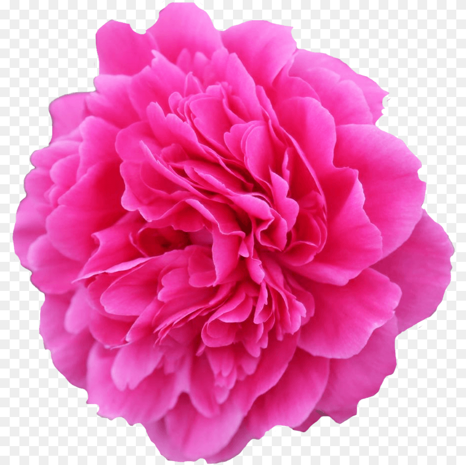 Flower Image Copyright Free, Carnation, Plant, Rose, Geranium Png