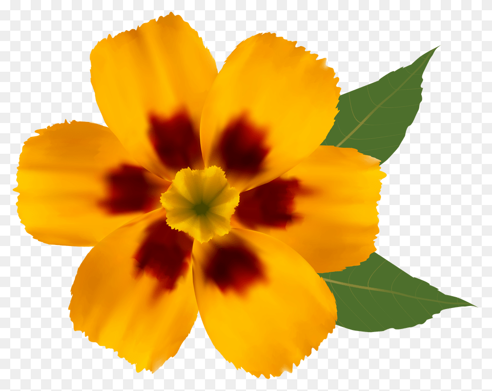 Flower Image Daisy, Anther, Leaf, Petal, Plant Free Png