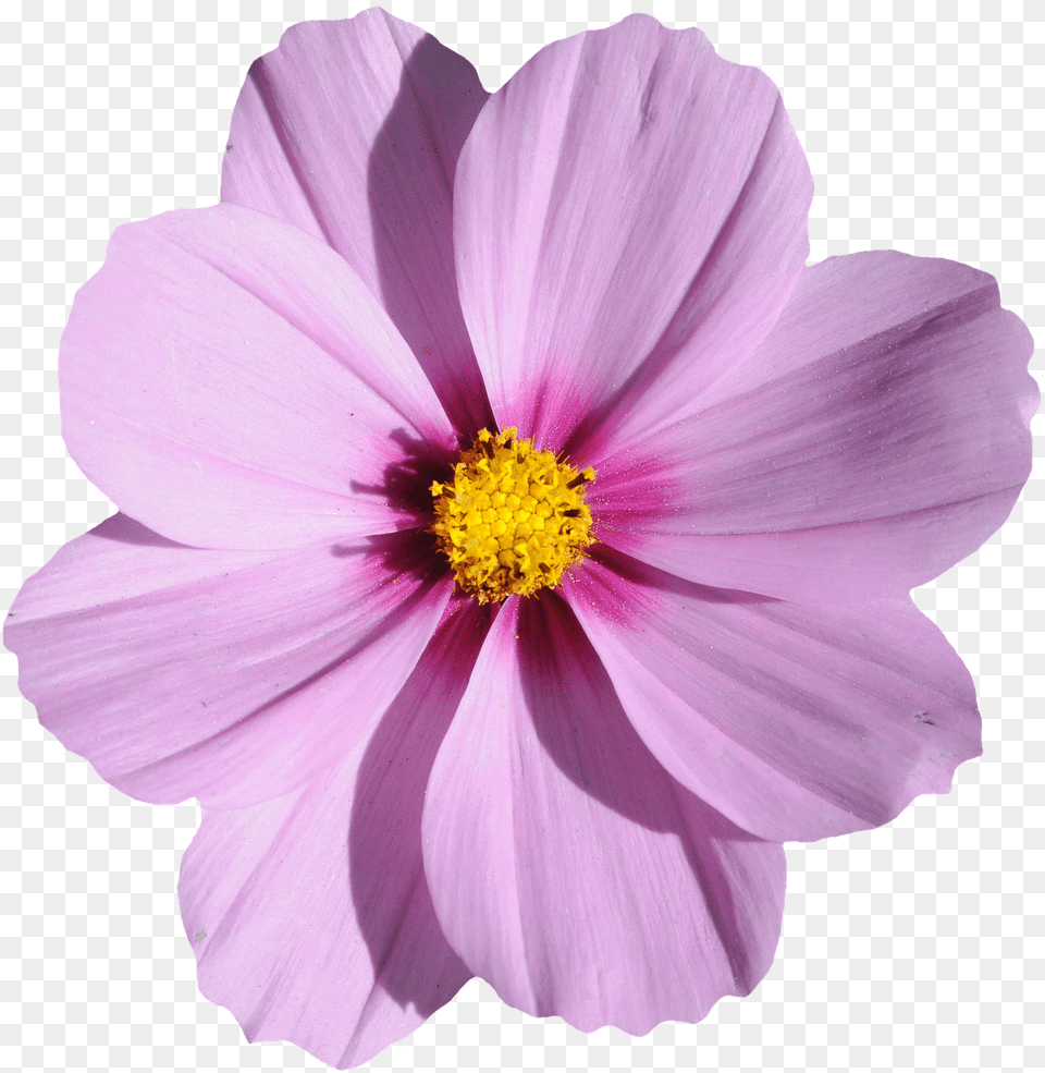 Flower Image File Formats Purple Cosmos Flower, Anemone, Anther, Dahlia, Daisy Free Png Download