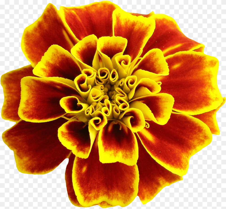 Flower For Flower, Dahlia, Petal, Plant, Pollen Png Image