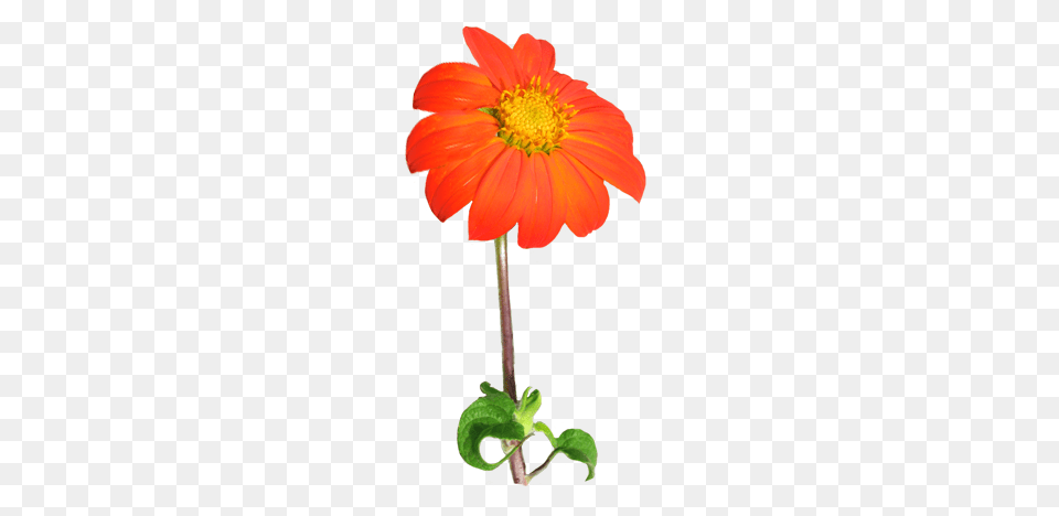 Flower Image Gallery, Anther, Dahlia, Daisy, Petal Png