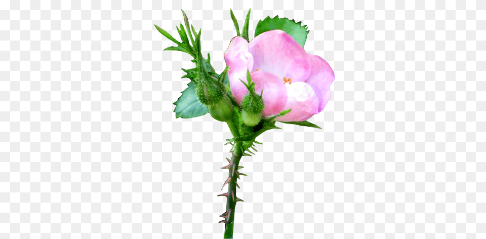 Flower Image Gallery, Geranium, Plant, Rose, Bud Free Png Download