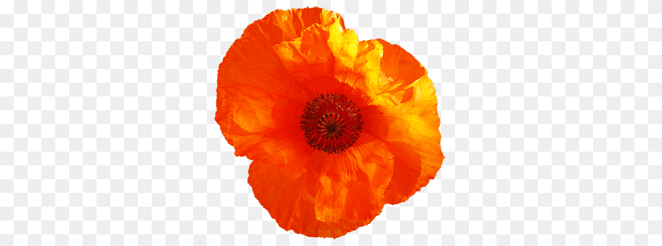 Flower Image Gallery, Plant, Poppy Free Png