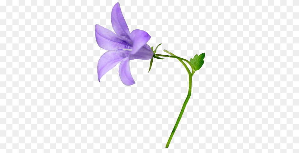 Flower Image Gallery Bellflower, Acanthaceae, Plant, Geranium Free Transparent Png