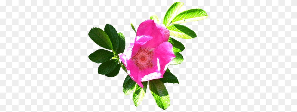 Flower Image Gallery Useful Floral Clip Art Flower Clip Art, Anemone, Geranium, Leaf, Petal Free Png Download