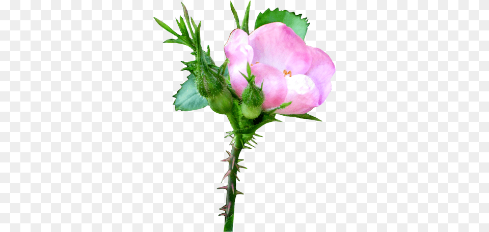 Flower Gallery Useful Floral Clip Art Growing Flower Transparent Background, Bud, Geranium, Plant, Rose Png Image