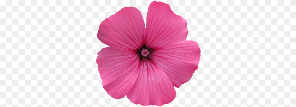 Flower Image Gallery Useful Floral Clip Art Pink Flower Clip Art, Anther, Geranium, Petal, Plant Png
