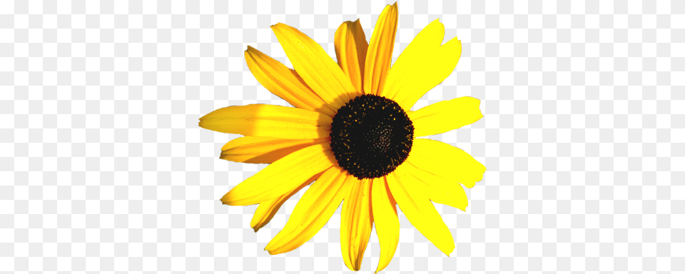 Flower Gallery Useful Floral Clip Art Yellow And Black Flowers, Daisy, Plant, Sunflower Png Image