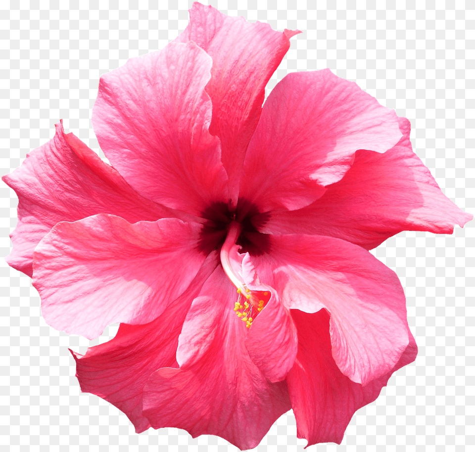 Flower Images, Hibiscus, Plant, Rose Png Image
