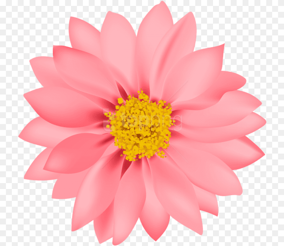 Flower Images Flower Background, Dahlia, Daisy, Petal, Plant Free Transparent Png