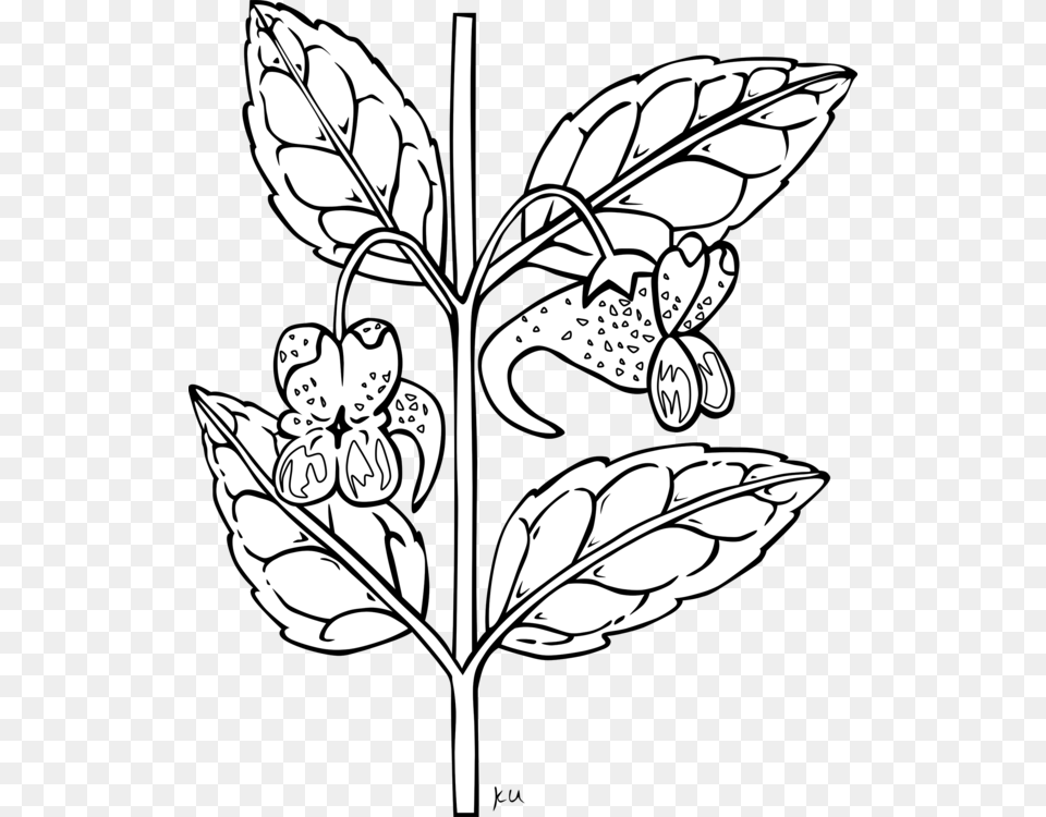 Flower Impatiens Aurella Plants Spotted Touch Me Not, Plant, Leaf, Stencil, Art Png Image