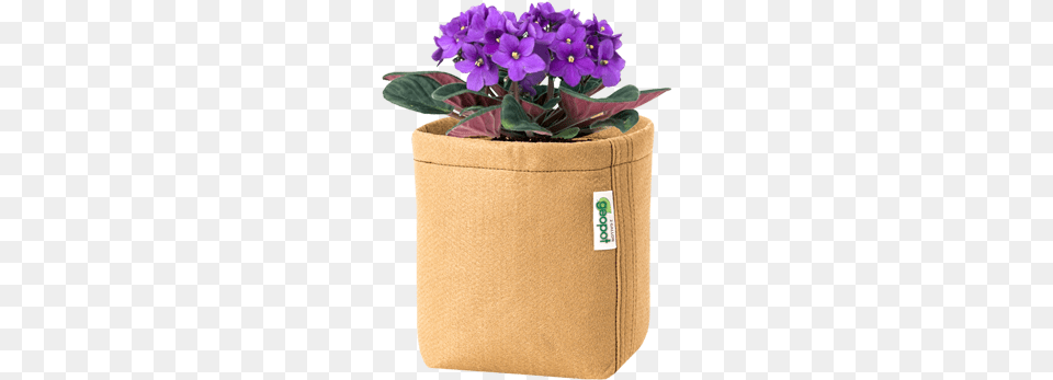 Flower In A Pot, Jar, Plant, Planter, Potted Plant Free Png