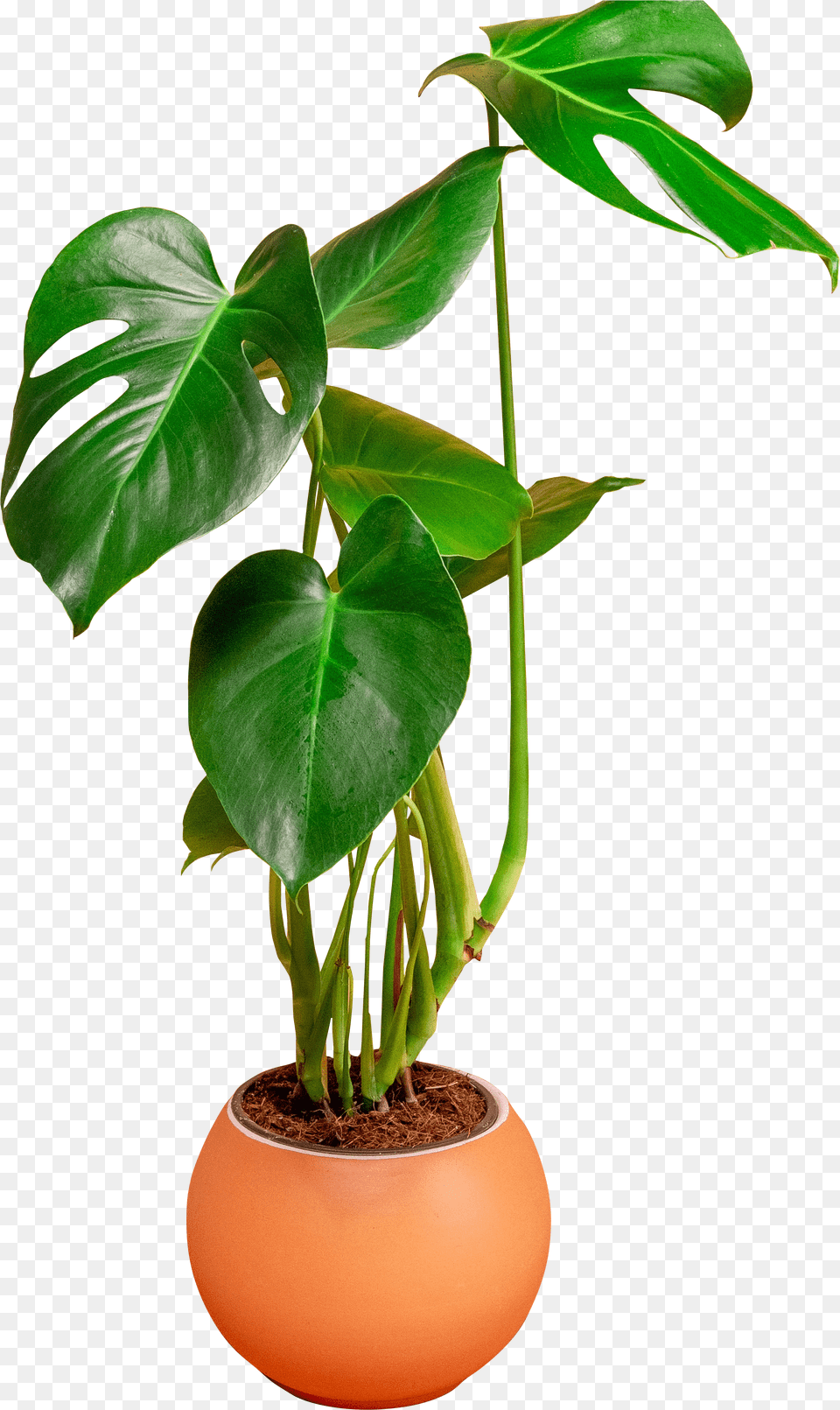 Flower In A Pot U2013 For Cheese Plant Hd Free Png Download