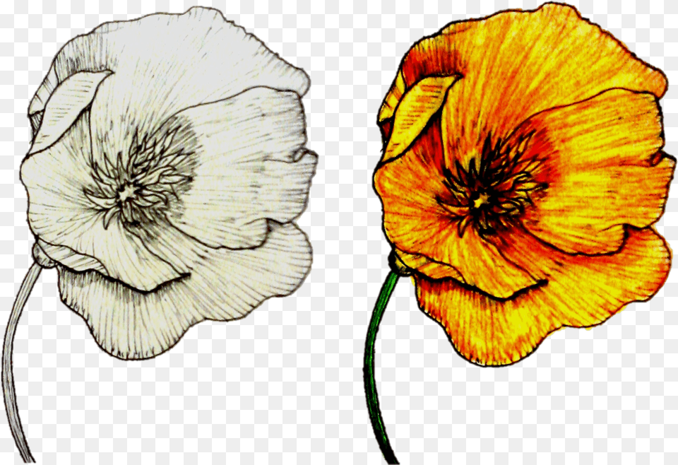 Flower Ink Drawing Watercolor Drawing, Plant, Petal, Anemone, Art Png