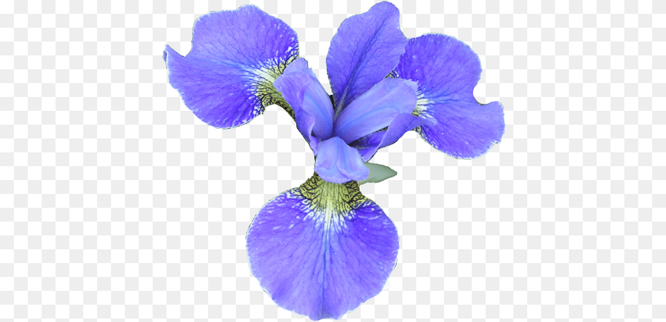 Flower Iris Flower, Petal, Plant, Purple Free Png Download