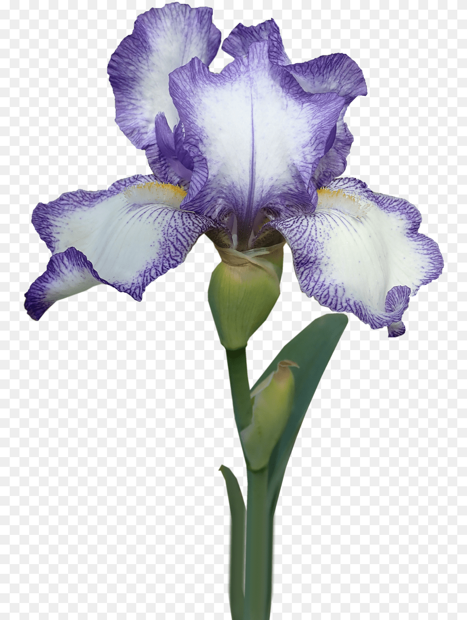 Flower Iris Stem Photo On Pixabay Iris Flower With Stem, Plant, Petal Free Transparent Png