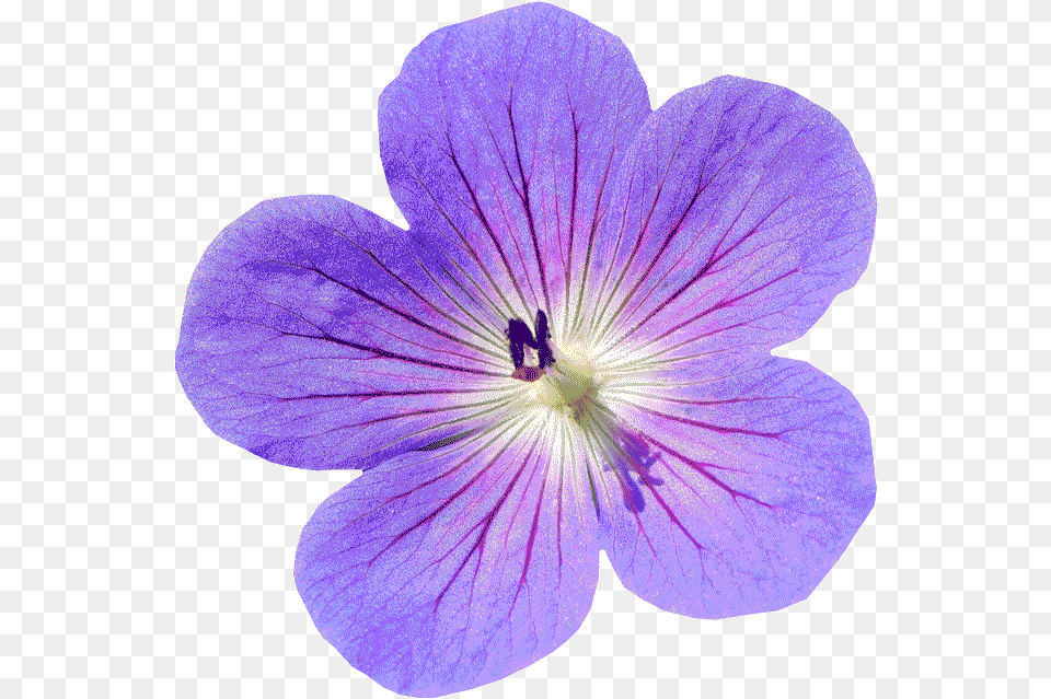 Flower Isolated Final Result With Background Cc Loi Hoa, Geranium, Plant, Anemone, Petal Free Transparent Png