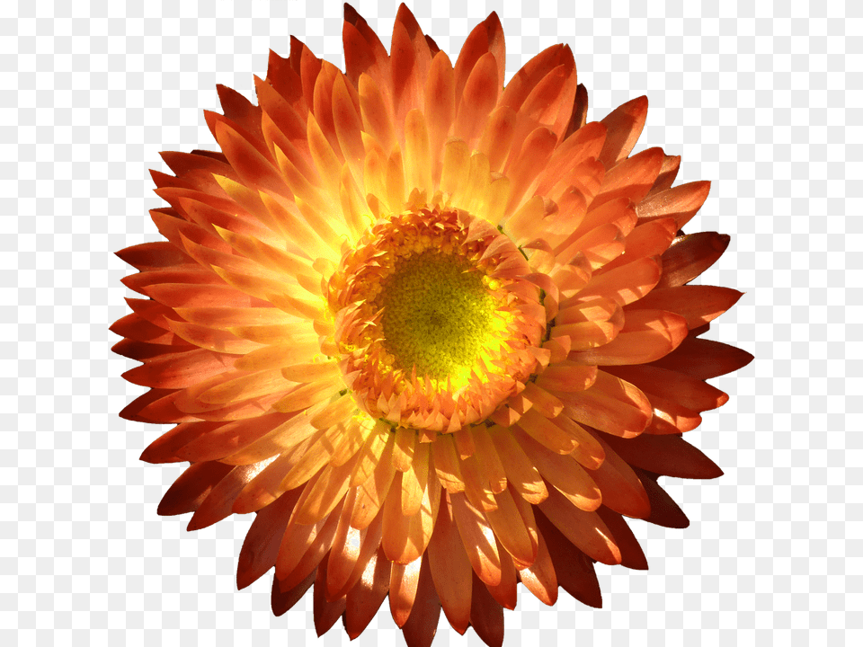 Flower Italicum, Dahlia, Daisy, Petal, Plant Free Png