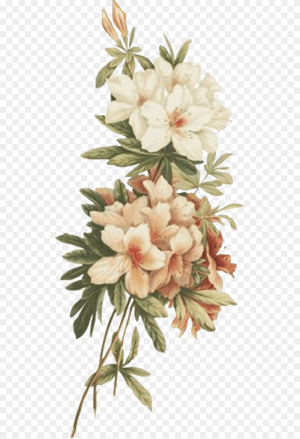 Flower Kpop Retro Vintage Tumblr Overlays Background White Flower Vintage, Art, Pattern, Graphics, Floral Design Free Png